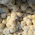 黄金梨出口加工的二三级甜度好梨味浓，采用无公害生草管理。