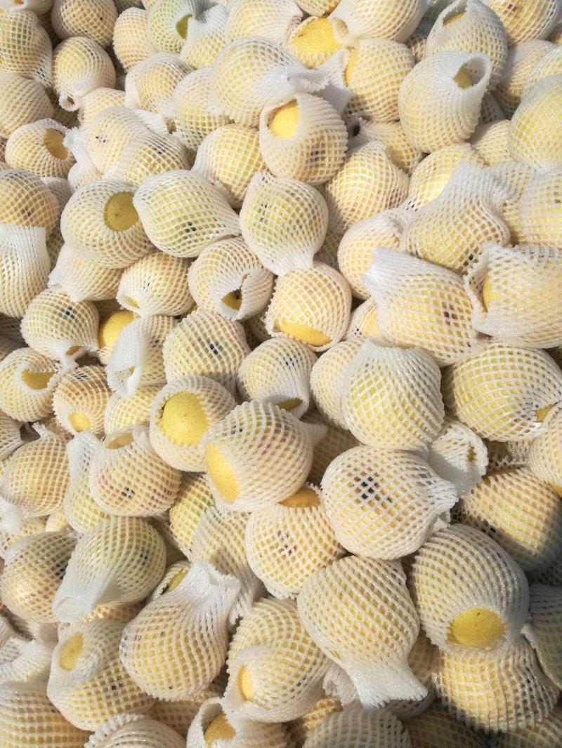 黄金梨出口加工的二三级甜度好梨味浓，采用无公害生草管理。