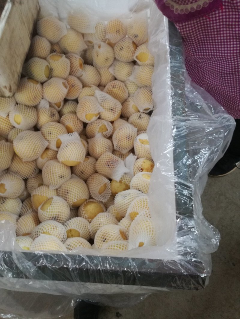 黄金梨出口加工的二三级甜度好梨味浓，采用无公害生草管理。