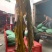 海带皮，好质量厂家，好货地摊，一手货源支持看货