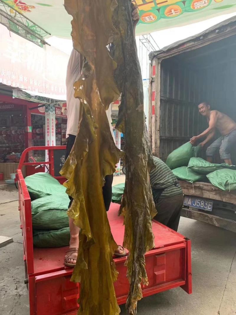 海带皮，好质量厂家，好货地摊，一手货源支持看货
