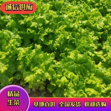精品(生菜)产地直发现货供应欢迎选购！