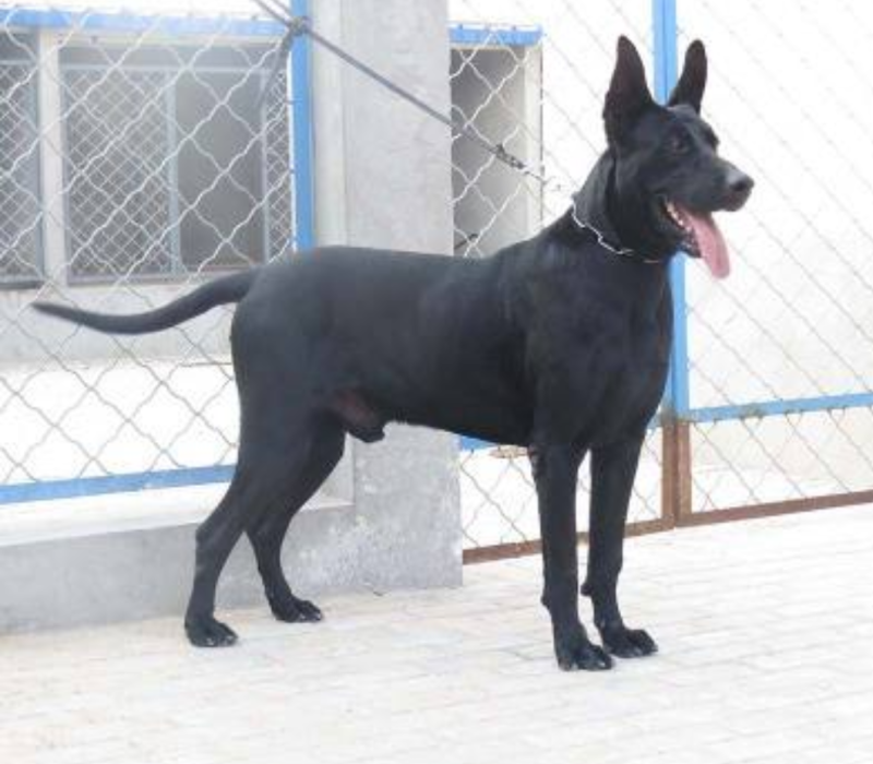 基地直供:纯种黑狼犬，看家护卫犬，黑狼幼犬，品种全包邮