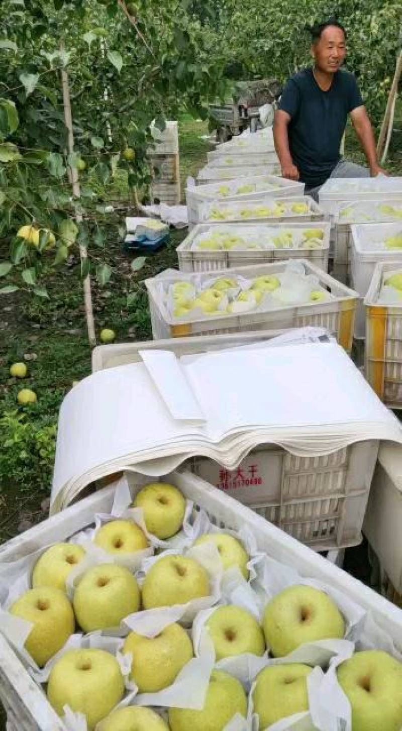 百年老树砀山梨沙河地汁多酥翠百年老树量大优惠