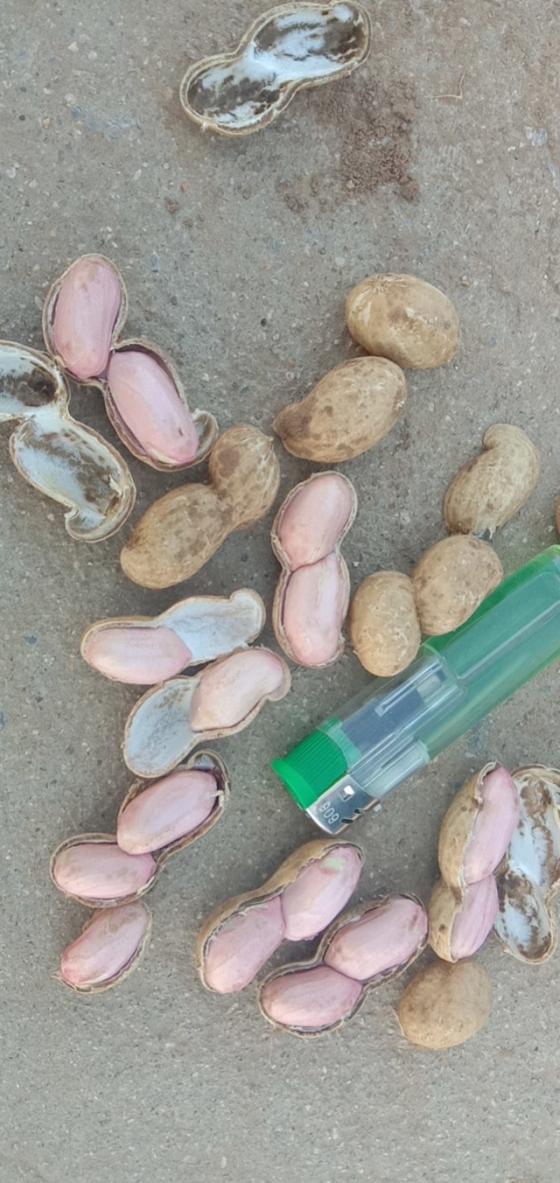 鲜花生，基地直供，白沙系列，豫花系列，鲁花系列，罗汉果。