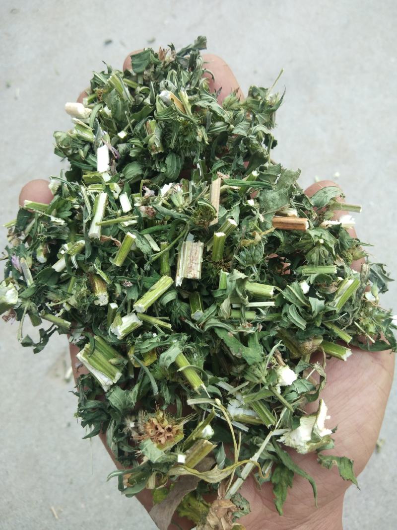 益母草片，益母草个子，前中后期大量供应