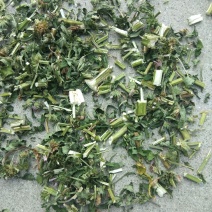 益母草片，益母草个子，前中后期大量供应