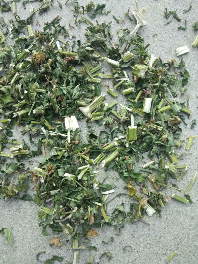益母草片，益母草个子，前中后期大量供应