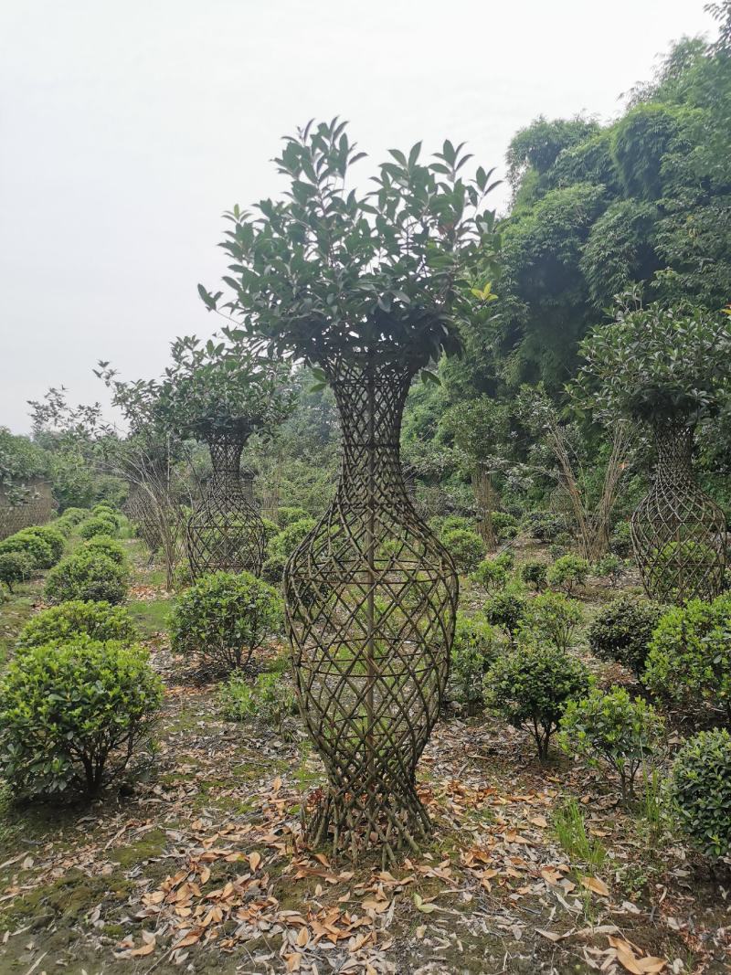 造型3年的桂花花瓶，优价出售，一手货源，无中间商赚差价