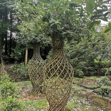 造型3年的桂花花瓶，优价出售，一手货源，无中间商赚差价
