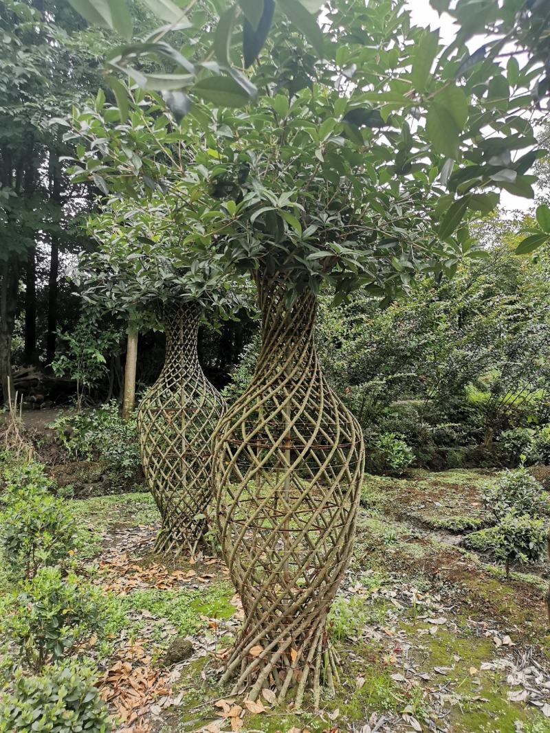 造型3年的桂花花瓶，优价出售，一手货源，无中间商赚差价