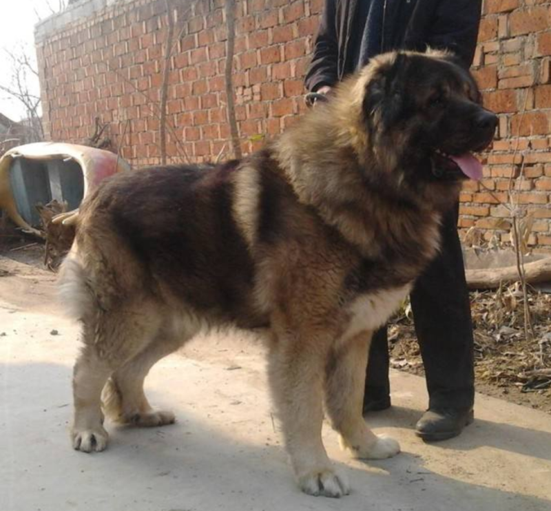 基地直供:纯种高加索，高加索幼犬.大型犬疫苗驱虫全包邮