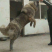 基地直供:纯种高加索，高加索幼犬.大型犬疫苗驱虫全包邮