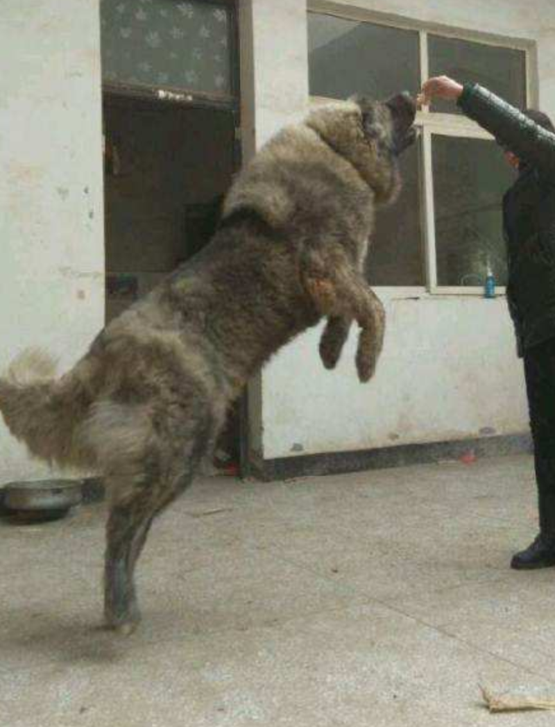 基地直供:纯种高加索，高加索幼犬.大型犬疫苗驱虫全包邮