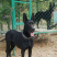 基地直供:纯种高加索，高加索幼犬.大型犬疫苗驱虫全包邮