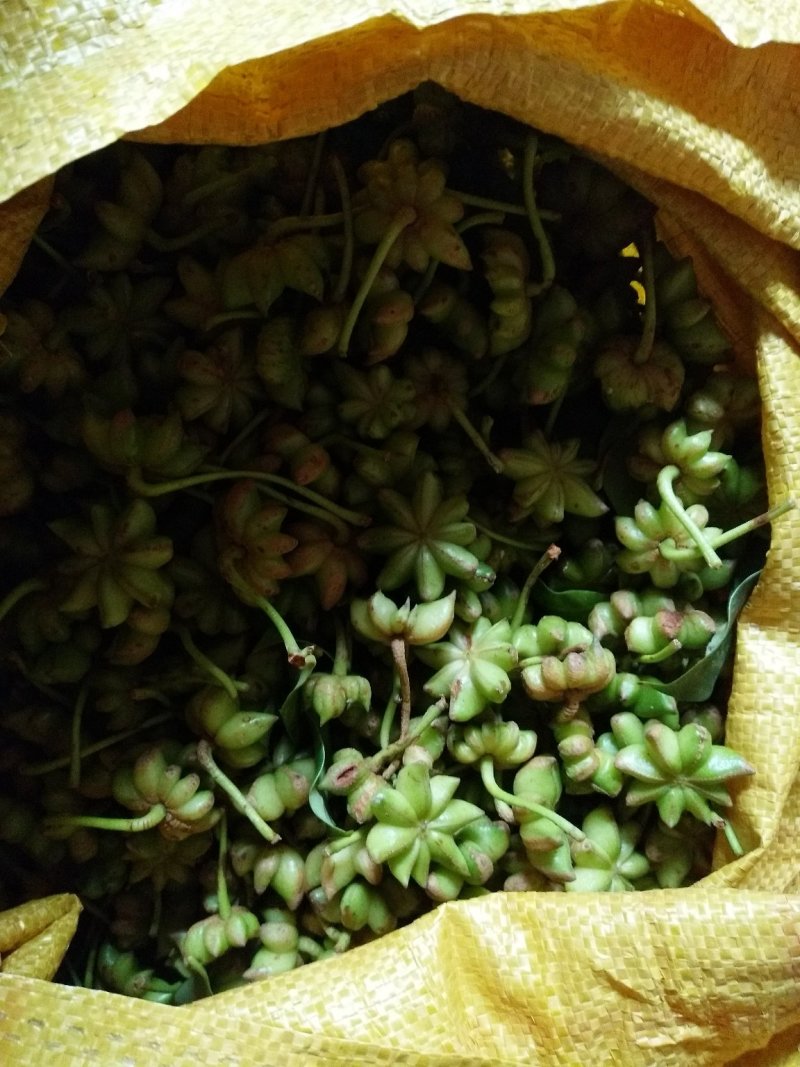 新鲜八角，干货都可以需要的老板联系一下