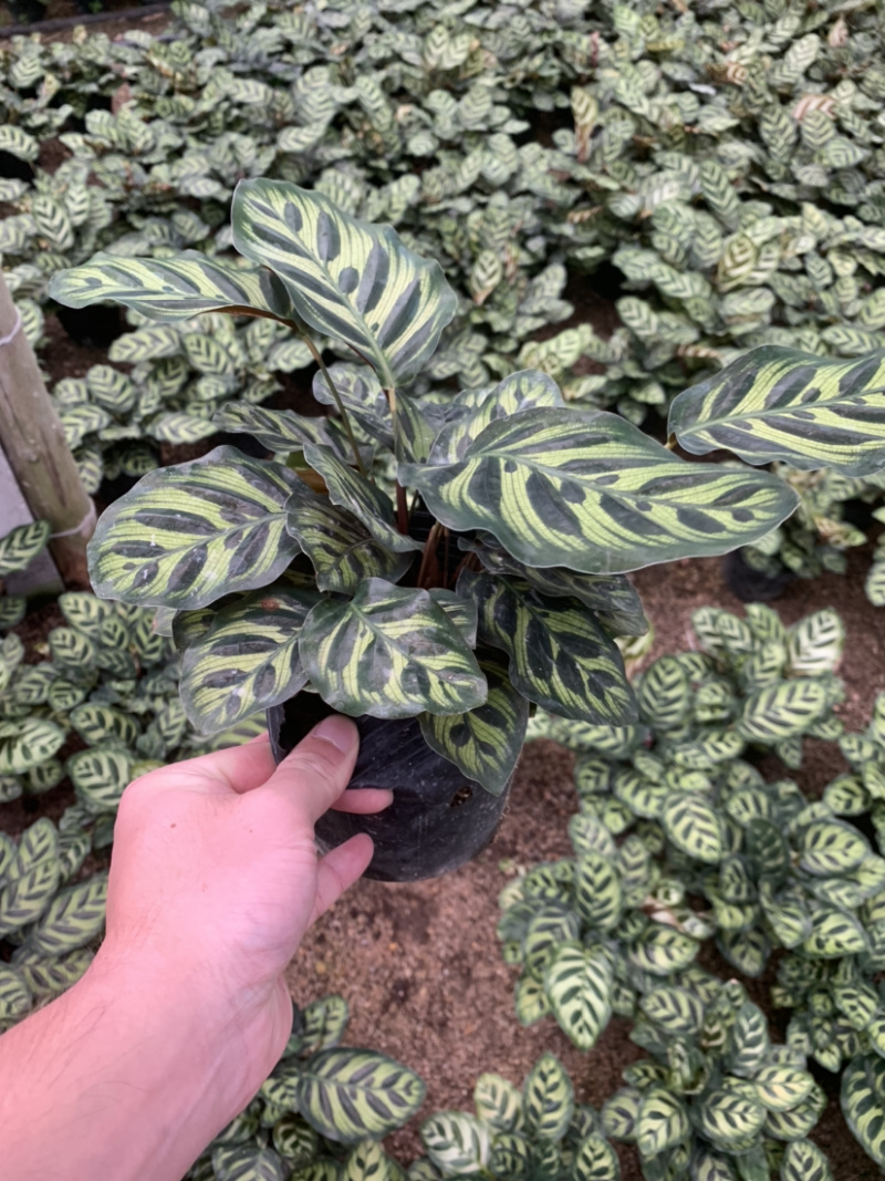 精品孔雀竹芋工地地被室内盆栽质量保证一手货源