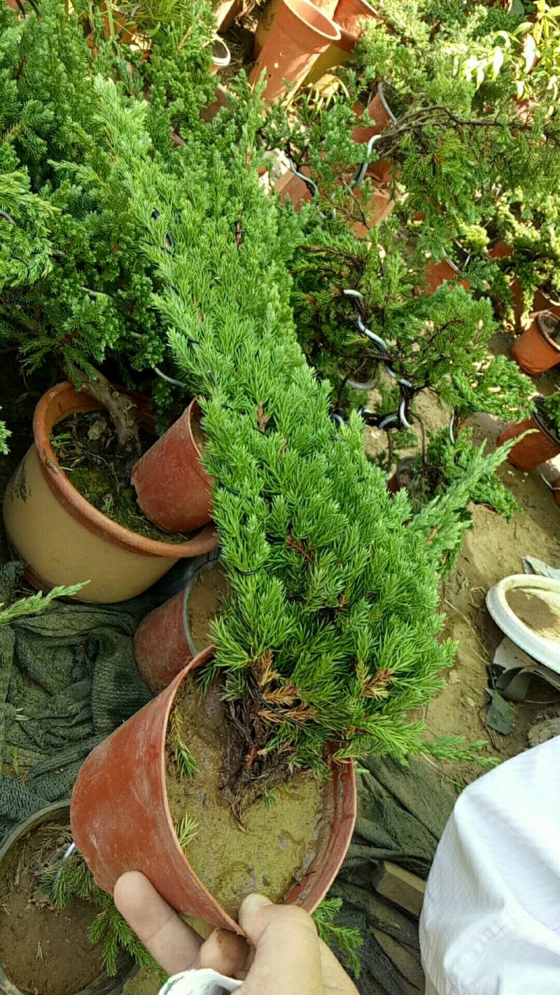 一手遮天松柏盆景造型独特