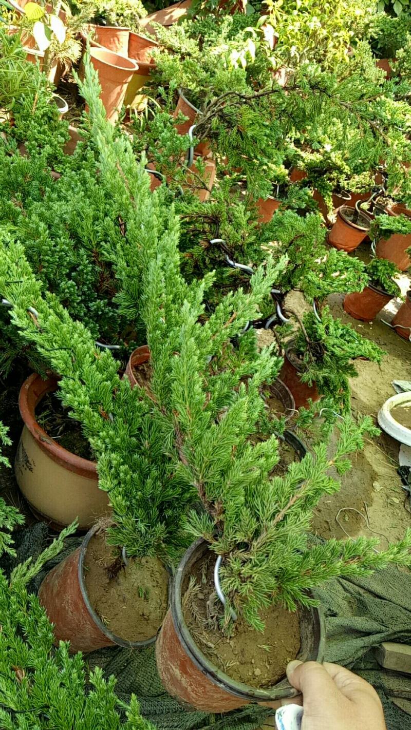 一手遮天松柏盆景造型独特