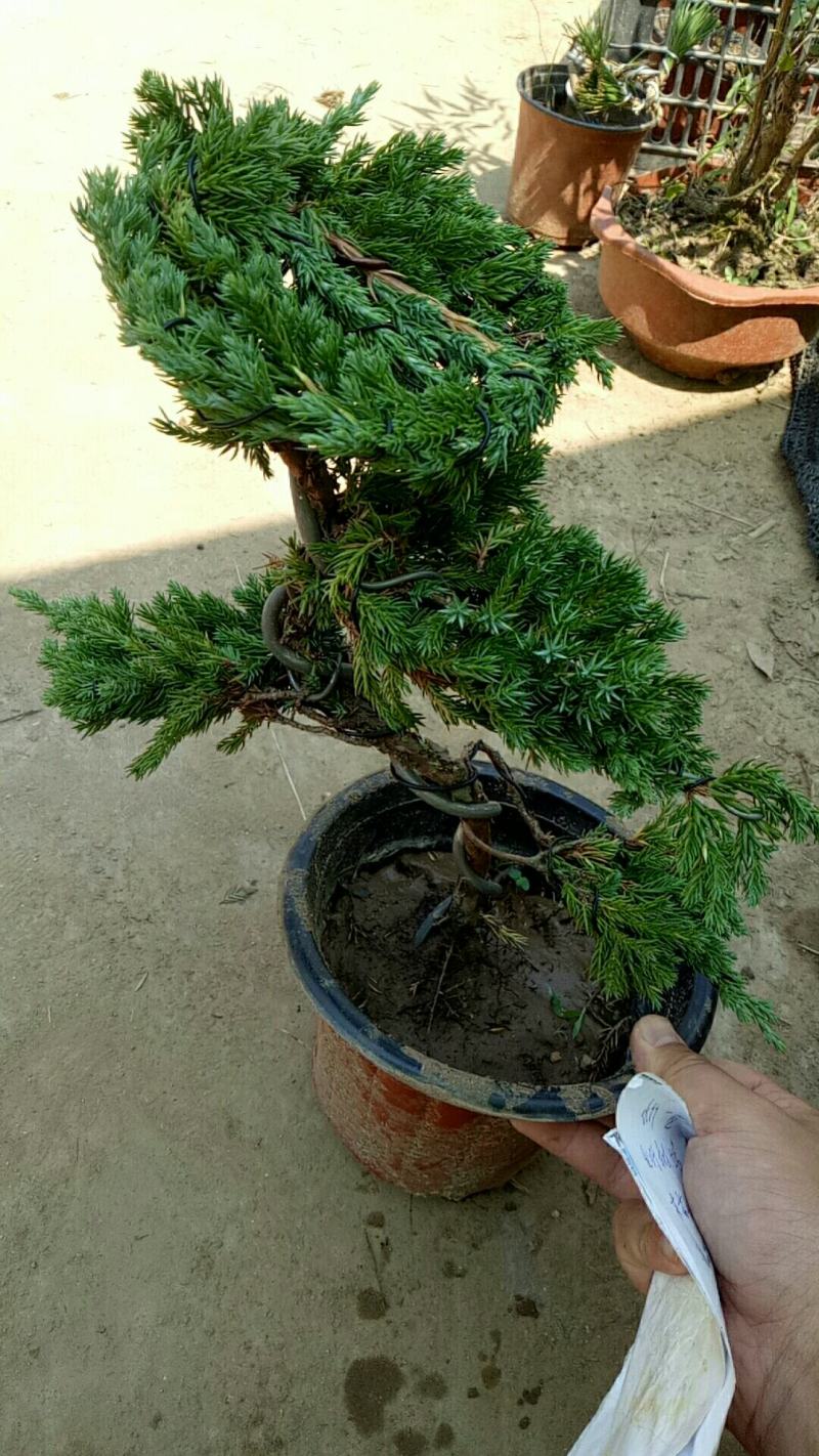 地柏盆景迎客松盆景地栽盆栽造型别致