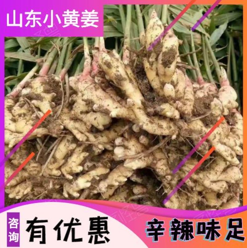【小黄姜】山东生姜只做品质产地直发价格真实