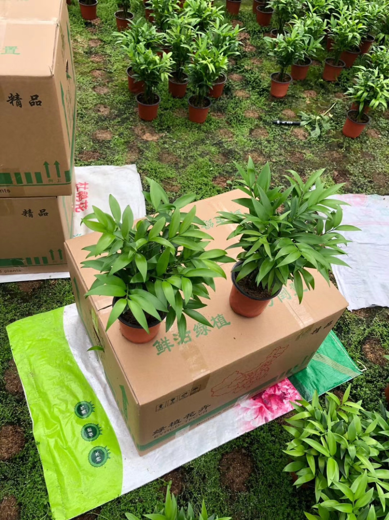 【精品】竹柏平安竹室内盆栽质量保证一件起批