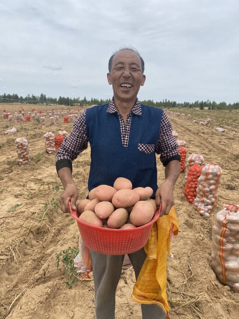 陕西榆林定边新鲜现挖土豆马铃薯白心黄心红皮土豆基地直供