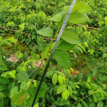 基地直供垂枝樱花原生小苗