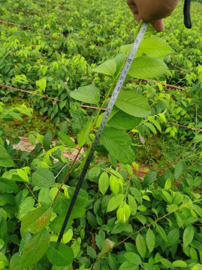 基地直供垂枝樱花原生小苗