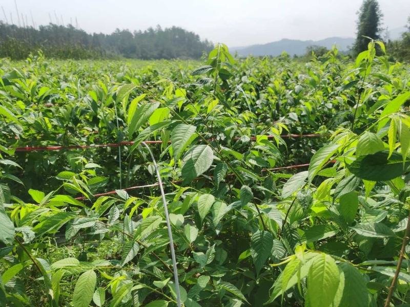 基地直供垂枝樱花原生小苗
