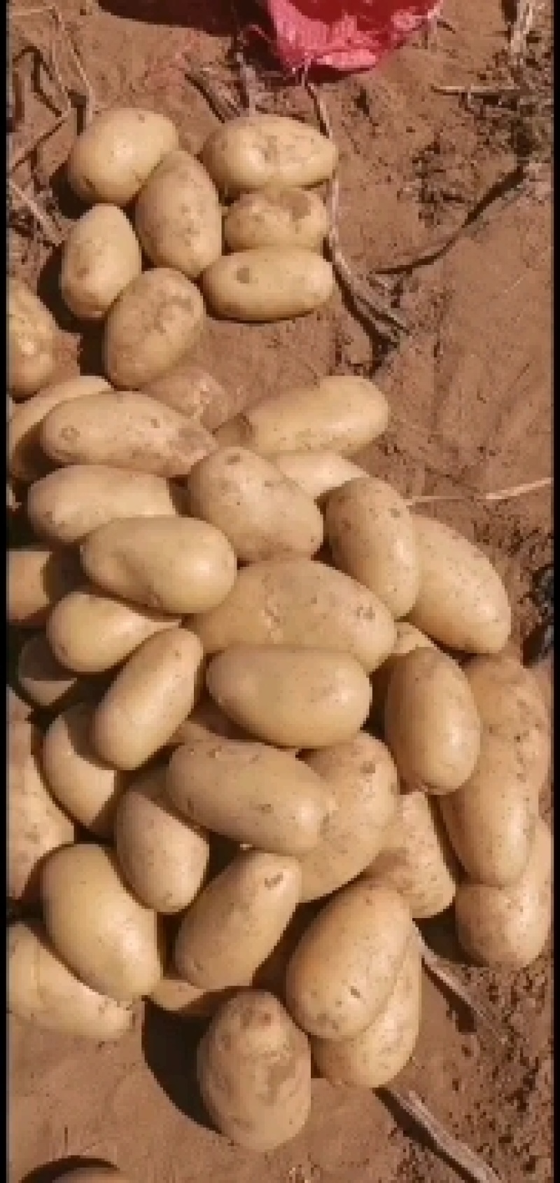 陕西榆林定边新鲜现挖土豆马铃薯白心黄心红皮土豆基地直供