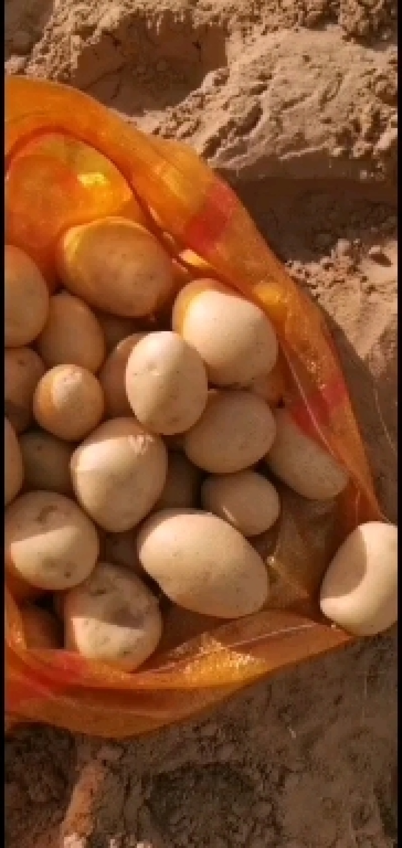 陕西榆林定边新鲜现挖土豆马铃薯白心黄心红皮土豆基地直供