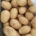 陕西榆林定边新鲜现挖土豆马铃薯白心黄心红皮土豆基地直供