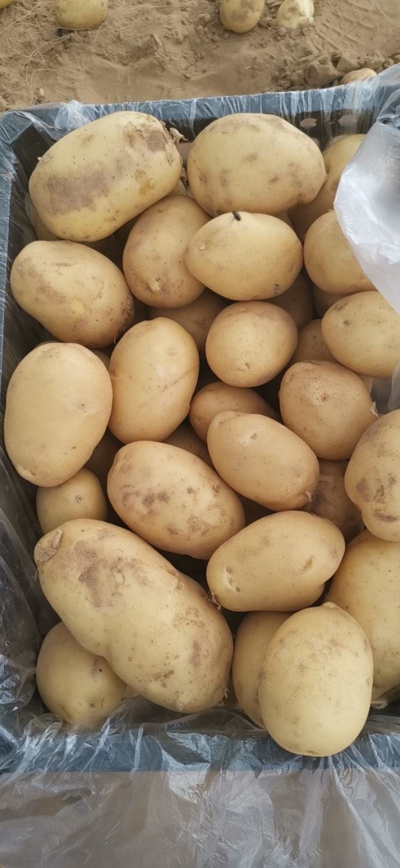 陕西榆林定边新鲜现挖土豆马铃薯白心黄心红皮土豆基地直供