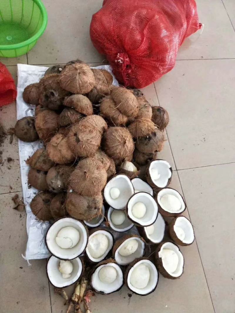 海南毛椰，文昌椰子，文昌老椰子，毛椰