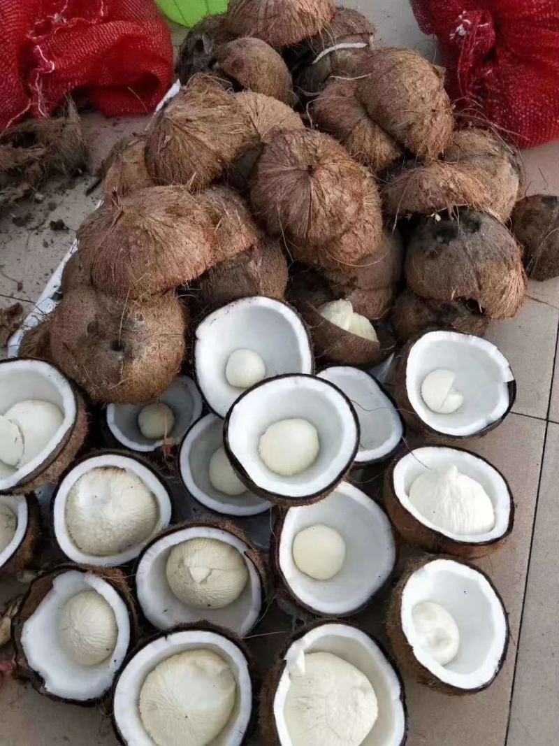 海南毛椰，文昌椰子，文昌老椰子，毛椰