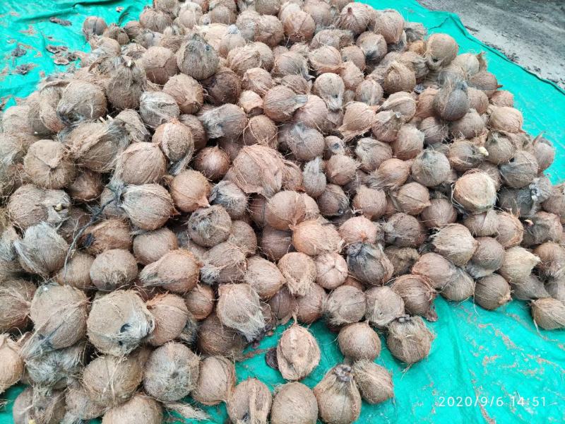 文昌东郊老椰子，海南老椰子，东郊毛椰，文昌椰子