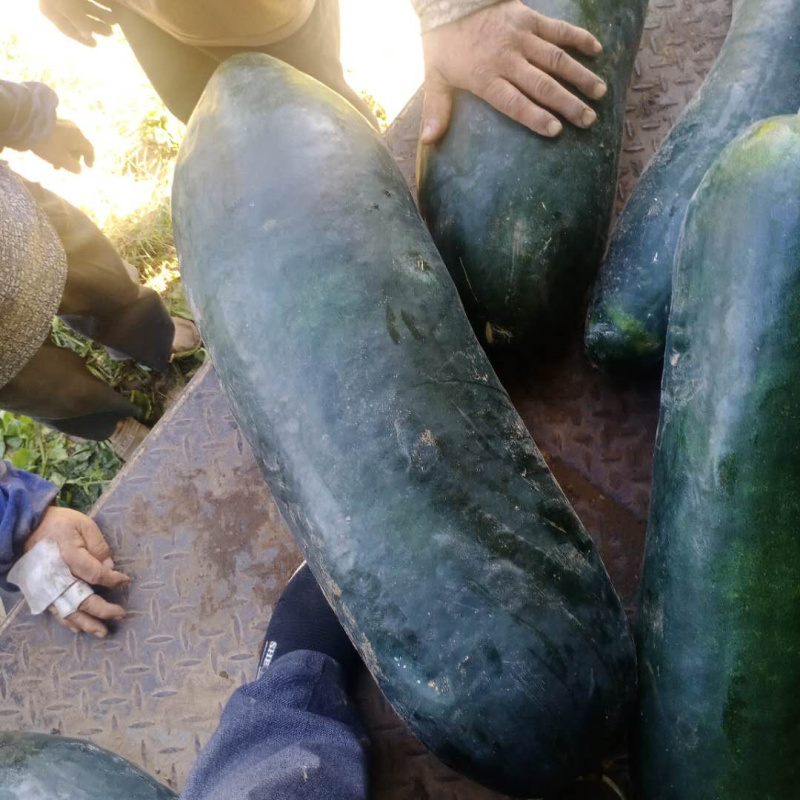 黑皮地冬瓜品质保证.