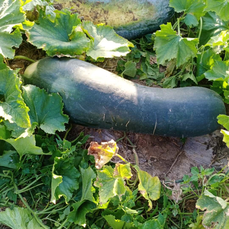 黑皮地冬瓜品质保证.
