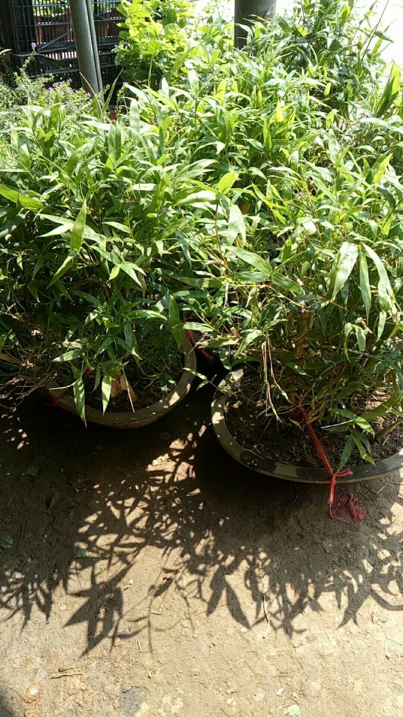 佛肚竹罗汉竹盆景盆栽阳台摆放招财造型优美