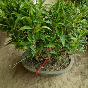 佛肚竹罗汉竹盆景盆栽阳台摆放招财造型优美