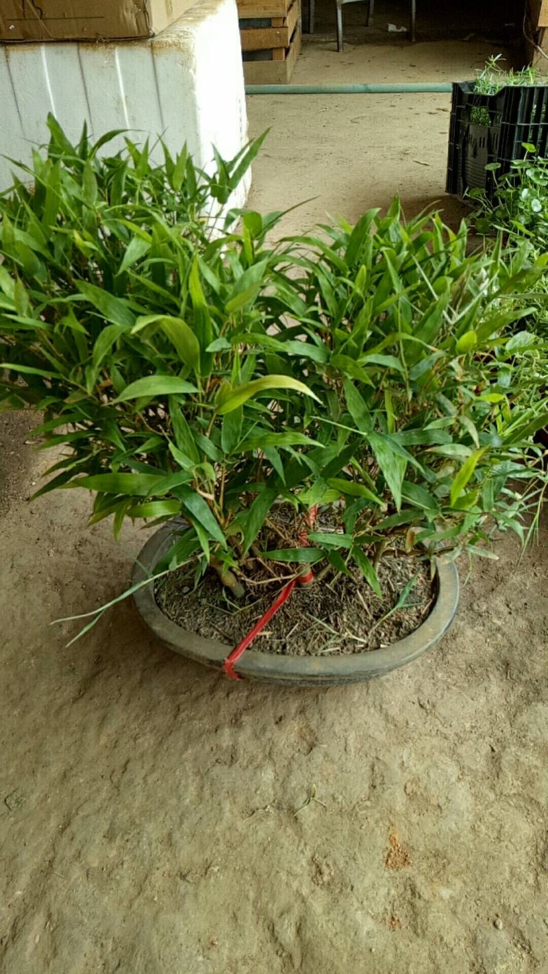 佛肚竹罗汉竹盆景盆栽阳台摆放招财造型优美