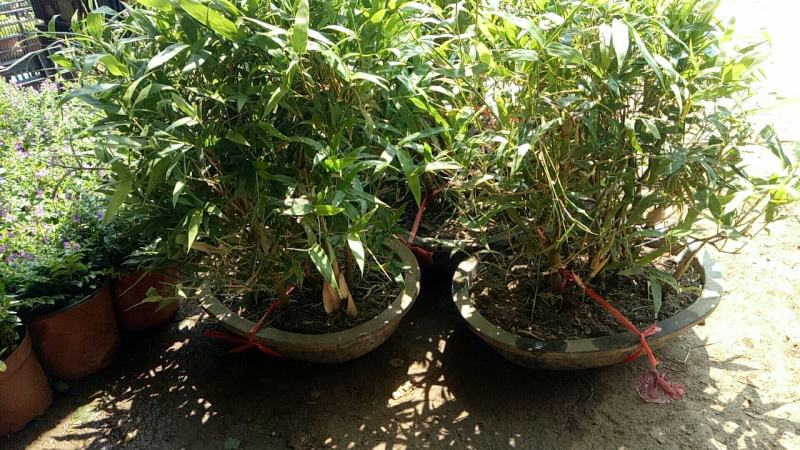 佛肚竹罗汉竹盆景盆栽阳台摆放招财造型优美