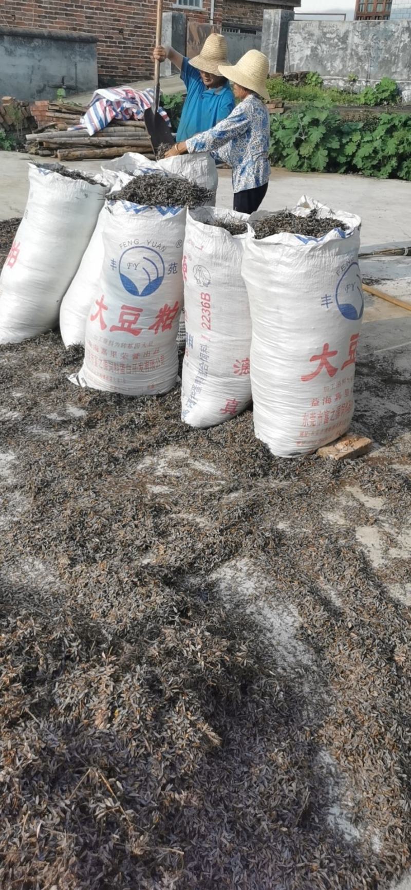 博落回丰收季节各位老板