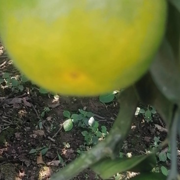优质蜜橘保质保量汁多味甜色美