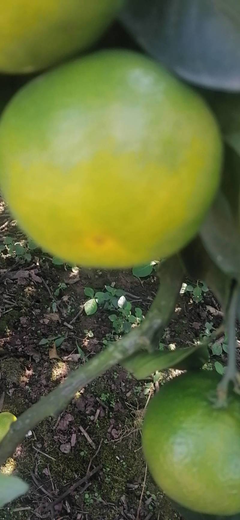 优质蜜橘保质保量汁多味甜色美