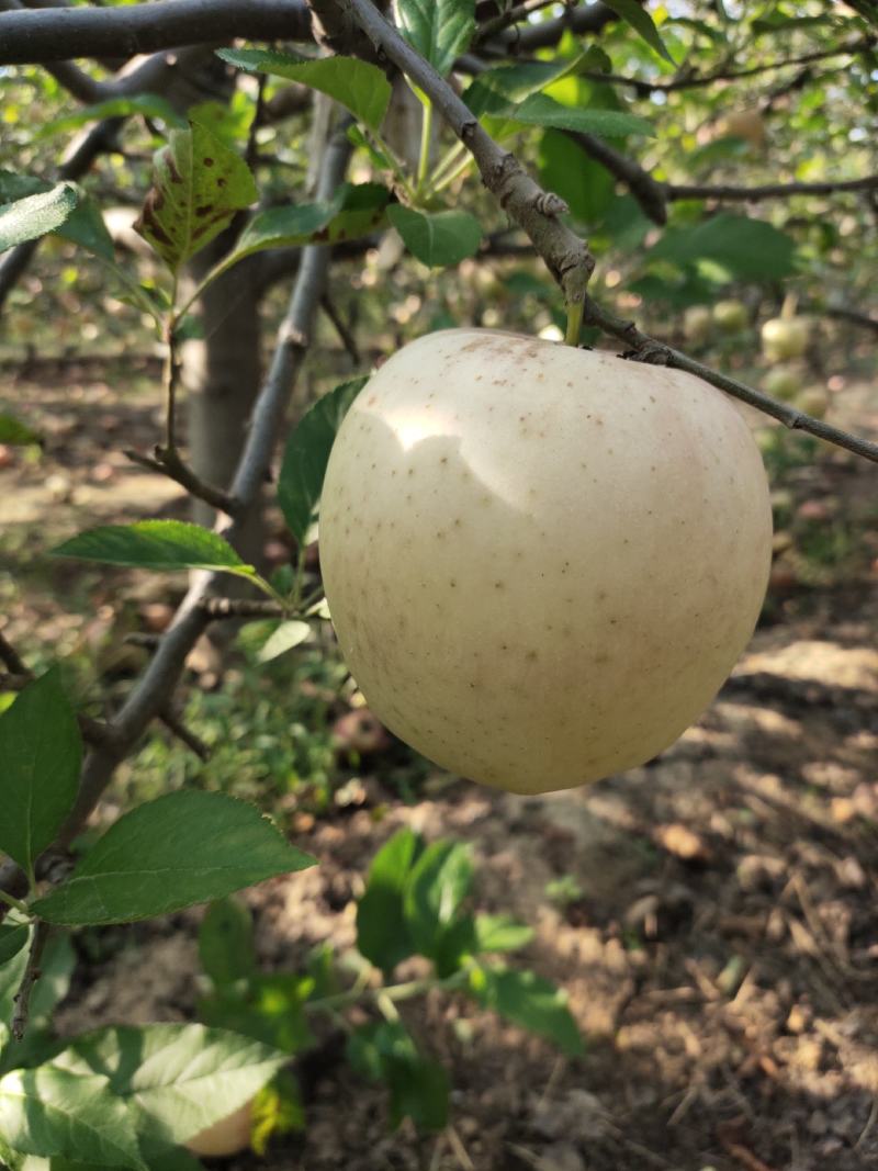 金秋水果，中秋大苹果