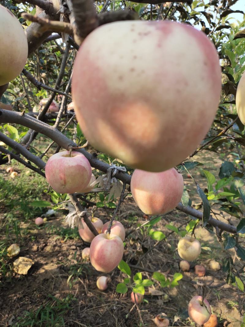 金秋水果，中秋大苹果