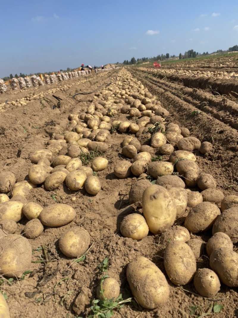 内蒙陕西基地土豆马铃薯洋芋白心黄心红皮土豆