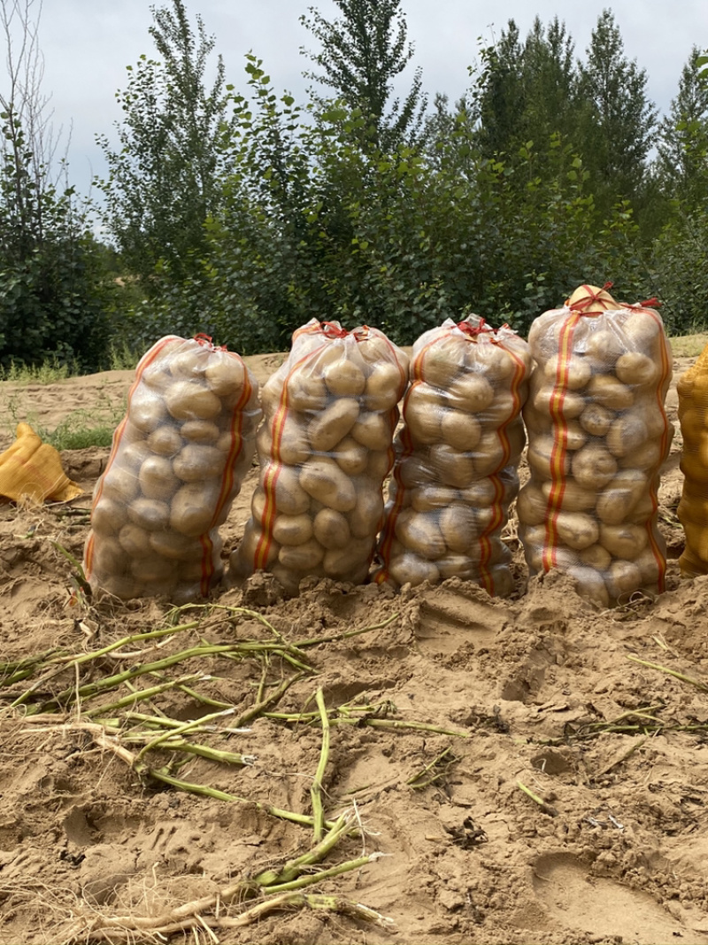 内蒙陕西基地土豆马铃薯洋芋白心黄心红皮土豆